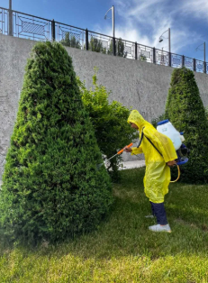 Дезинфекция деревьев