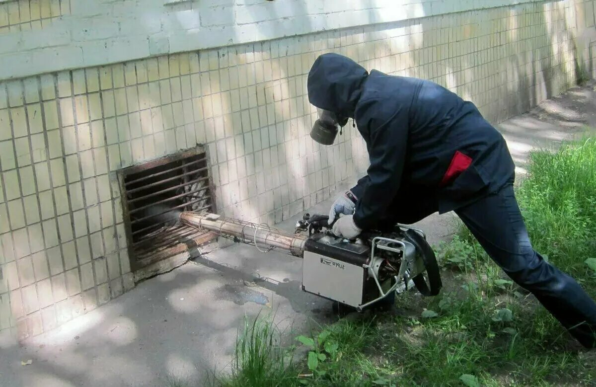 Kalamushlarga qarshi dezinfeksiya xizmati